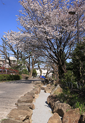 北沢川緑道