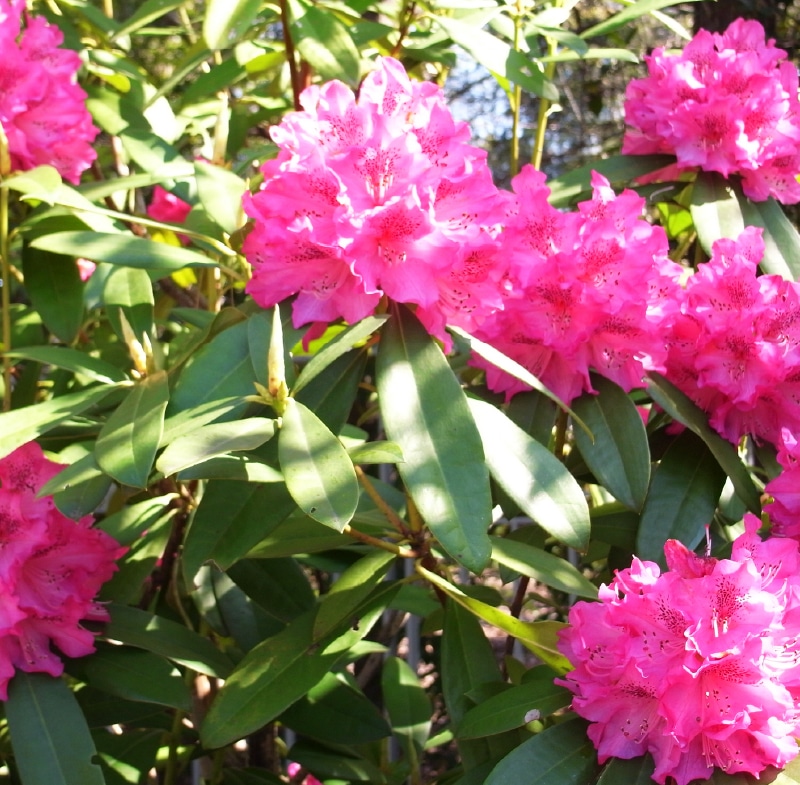 セイヨウシャクナゲ